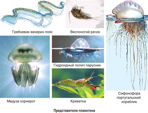 Адаптации к суровой морской среде