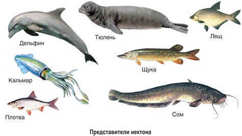 Адаптации морских обитателей с высокой жизнеспособностью к низкому содержанию кислорода в воде