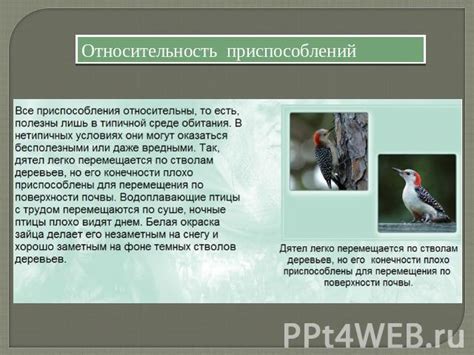 Адаптация листьев к условиям окружающей среды: различия между черешковыми и сидячими типами