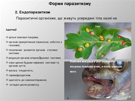 Адаптация паразита к поведению своего носителя: результаты влияния среды на взаимодействие