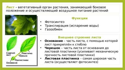 Адаптация подводных растений: особенности устройства устьиц