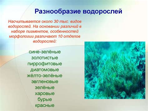 Адаптация расположения зеленого пигмента в клетках водорослей