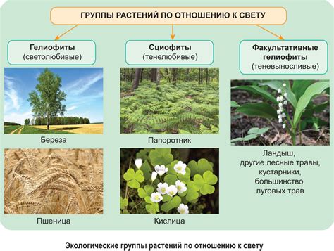 Адаптация растений к суровым климатическим условиям: примеры и особенности