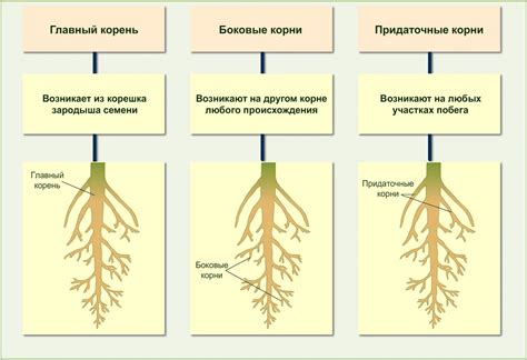 Адаптивное значение характеристик корневой системы