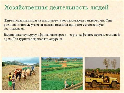 Активизация хозяйственной деятельности в густонаселенных лесных регионах