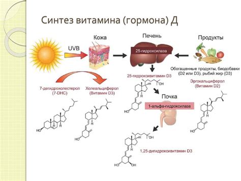 Активная форма витамина D и ее взаимодействие с органами выделительной системы