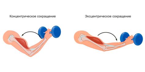 Активное сокращение мышц при выполнении плавательных упражнений: почему это крайне значимо