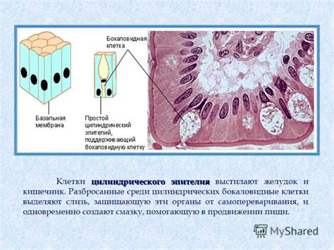 Активные функции цилиндрического эпителия