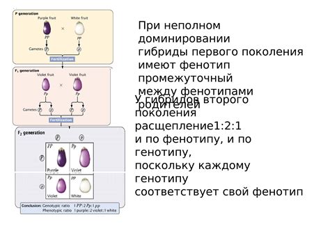 Аллельные гены: взаимодействие и сущность