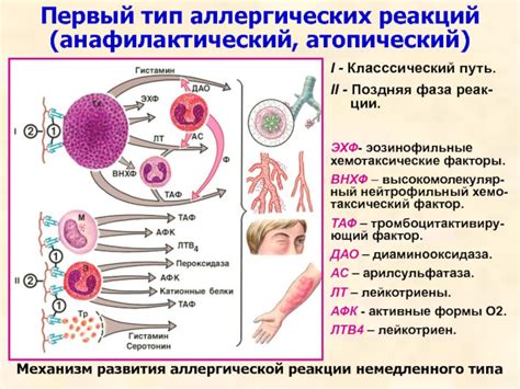 Аллергические реакции на бета лактамы