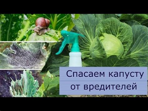 Альтернативные компоненты и их применение для замены капусты в борще