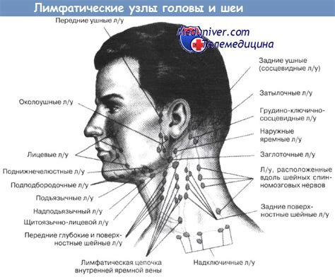 Анализ группы лимфатических узлов в области декольте