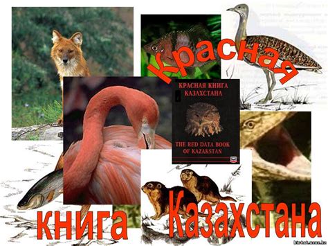 Анализ положения древесного дикобраза в Красной книге