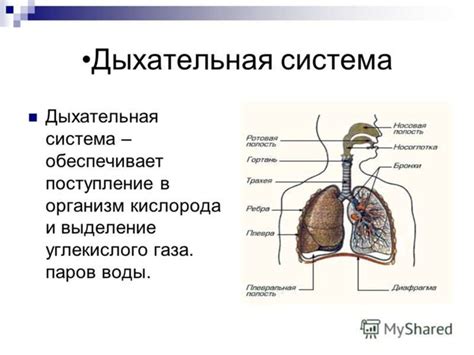 Анатомическая особенность расположения дыхательной системы у женщин