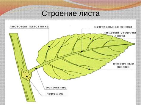 Анатомическая структура и особенности пигтейла