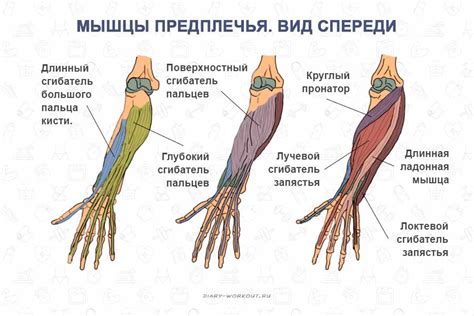 Анатомическая структура и функции пальцев на руке