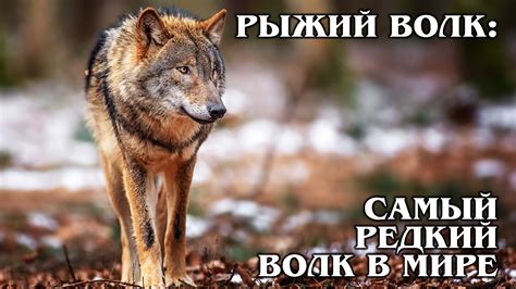 Анатомическая структура лап волков: интересные факты и уникальные особенности