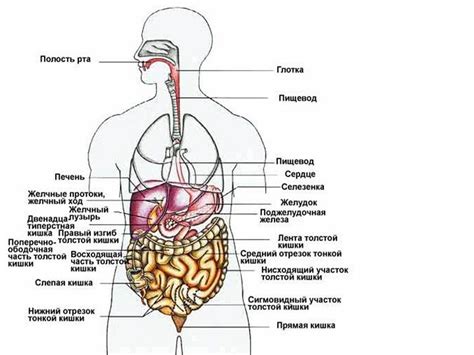 Анатомические особенности бедра у представителей мужского пола: структуры и расположение