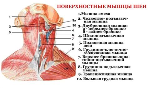 Анатомические особенности задней части шеи и ее связь с лимфатической системой