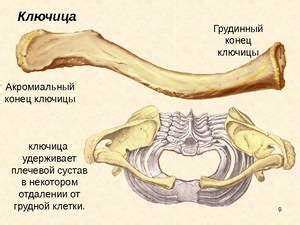 Анатомические особенности и роль солипедии в организме человека