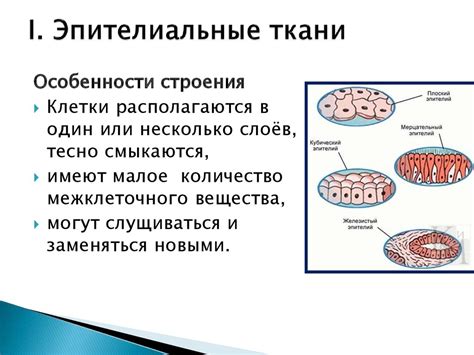 Анатомические особенности миграционного эпителия у человека