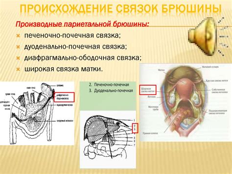 Анатомические особенности расположения мужской лобковой области