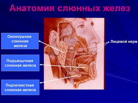 Анатомические особенности слюнных желез
