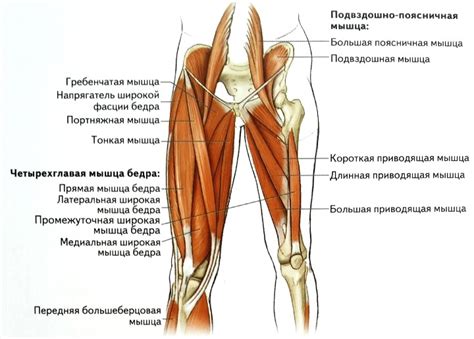 Анатомические особенности структуры кости и мышц бедра и их роль в движении организма