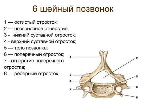 Анатомические особенности шейного позвонка