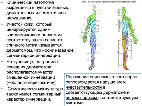 Анатомическое описание задних корешков