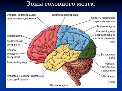 Анатомическое положение и роль пятого головного нерва в организме человека