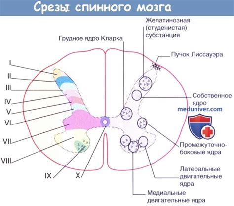 Анатомическое размещение двигательных клеток в спинальном столбце