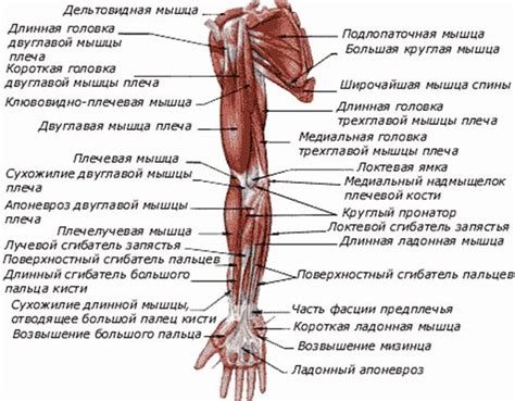 Анатомическое расположение верхней конечности