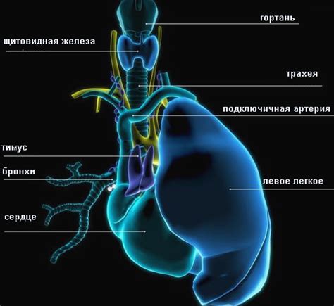 Анатомическое расположение и строение тимуса