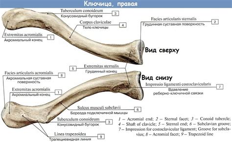 Анатомическое расположение ключицы