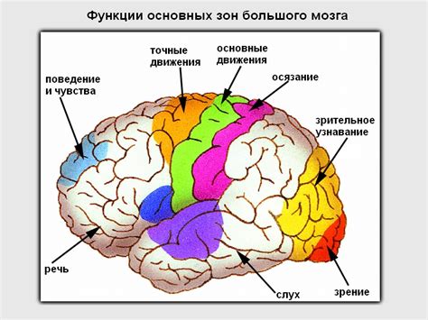 Анатомическое расположение нервной ткани в структуре головного мозга