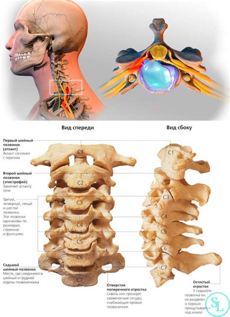 Анатомическое расположение пятого и шестого шейных позвонков в позвоночнике