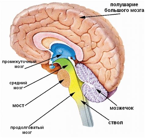 Анатомическое расположение ретикулярной сети вблизи продолговатого мозга