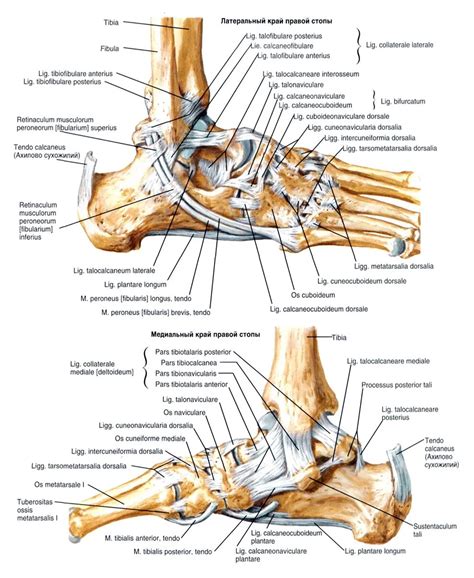 Анатомическое строение голеностопного сустава