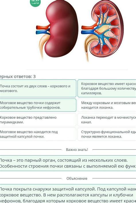 Анатомическое строение и местоположение почек: путешествие в мир фильтрации и выделения