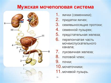 Анатомическое строение и основные функции мочеточника у мужчин