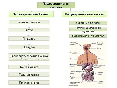 Анатомическое строение и физиологические функции органа баланса