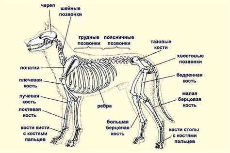 Анатомическое строение костей у различных представителей животного мира