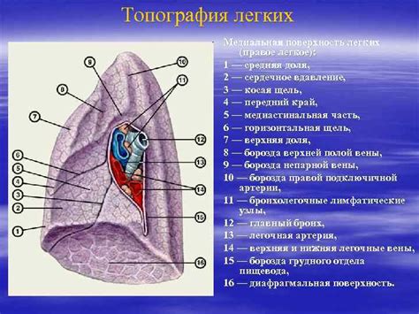 Анатомическое строение оболочки легких