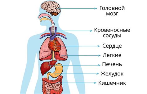 Анатомическое строение органов, связанных с передними конечностями птиц