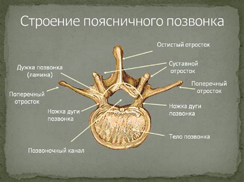 Анатомическое строение пятого поясничного позвонка и первого крестцового позвонка