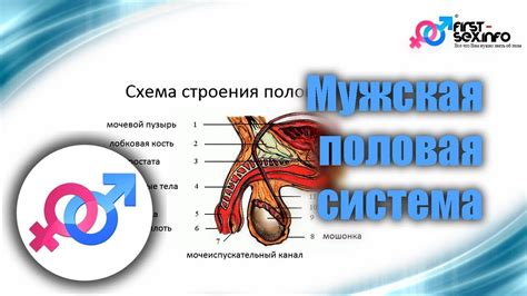 Анатомическое устройство мужской половой системы