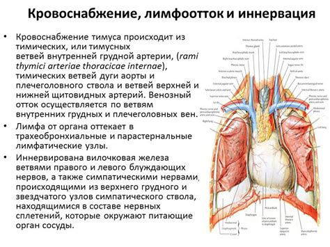 Анатомия вилочковой железы у детей