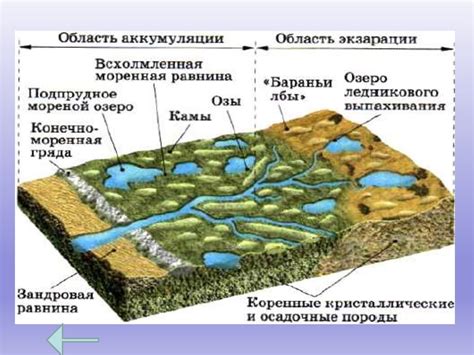 Анатомия вульвы: структура внешних и внутренних элементов