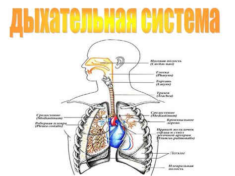 Анатомия дыхательной системы человека: строение путей воздуха